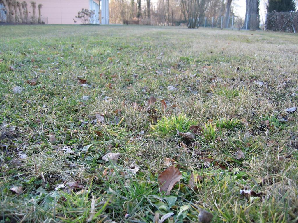 Wegen hoher Zinkgehalte typischerweise verarmte Vegetation, zinkresistentes, fettes Gras (Foto Ch. Böhm, 2015).