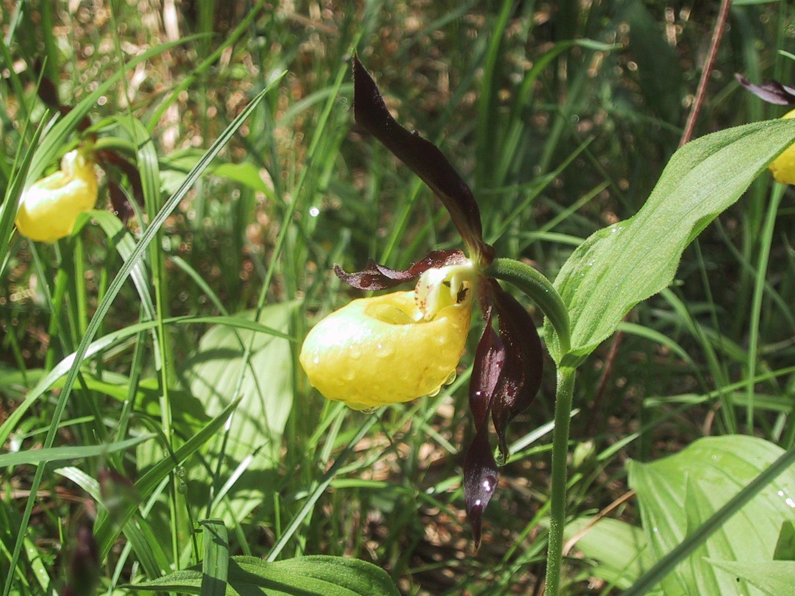 Botanik - Frauenschuh (9): Der Frauenschuh (Cypripedium calceolus) ist eine Orchideen-Art. Er blüht in der Isel/Arosa etwa im Monat Juli. Die Pflanze liebt lichte Wälder und kalkreiche Böden (deshalb das Vorkommen in der Isel). Die Entwicklung vom Samen bis zur blütentragenden Pflanze dauert 12 bis 15 Jahre.