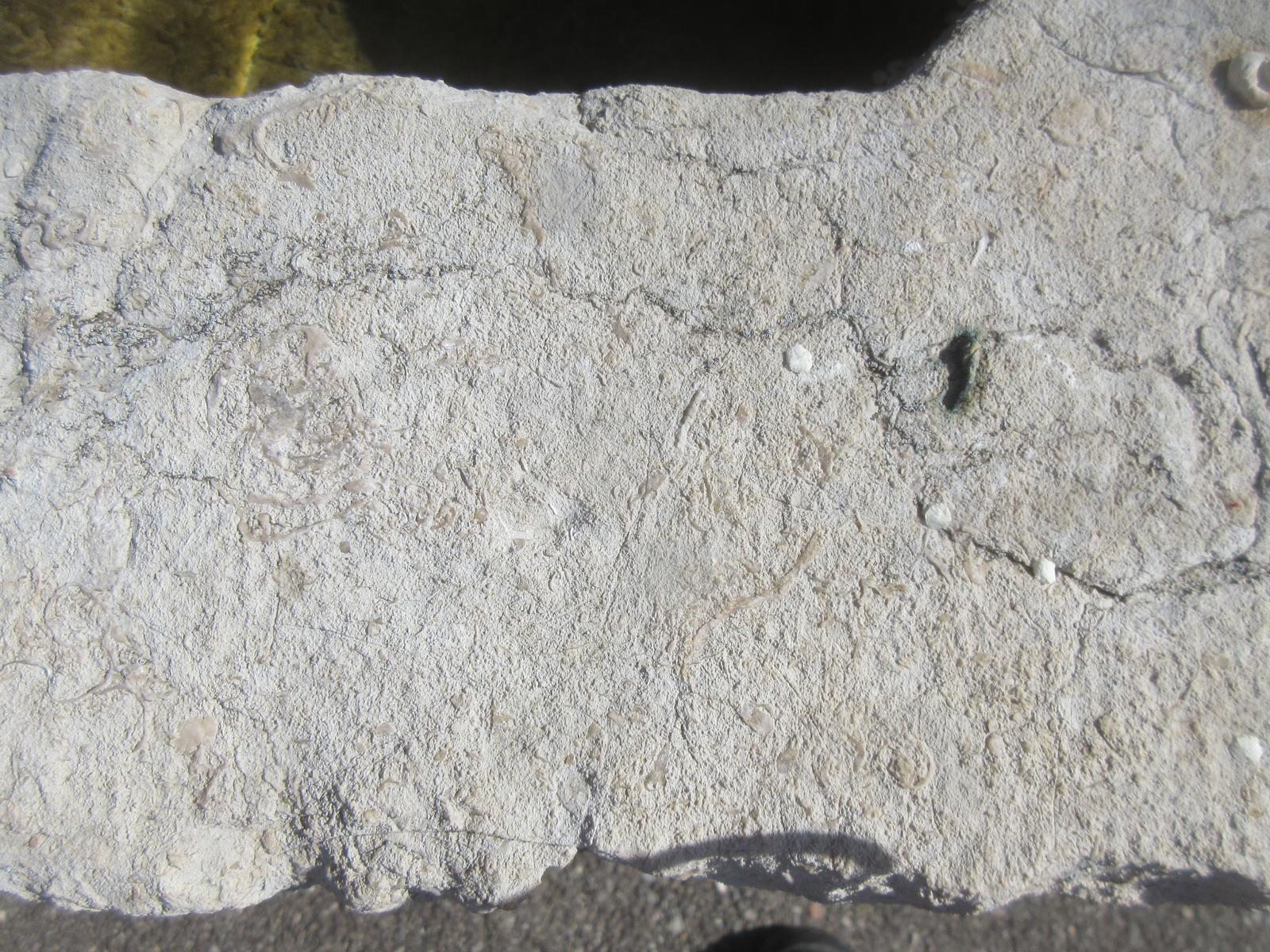 ...aus lokalem Jurakalk des Kimmeridgien mit
vielen Muschelfossilien. Der Beckenrand ist durch Ausbrüche entlang von
Kluftflächen unregelmässig geformt. ...aus lokalem Jurakalk des Kimmeridgien mit
vielen Muschelfossilien. Der Beckenrand ist durch Ausbrüche entlang von
Kluftflächen unregelmässig geformt.