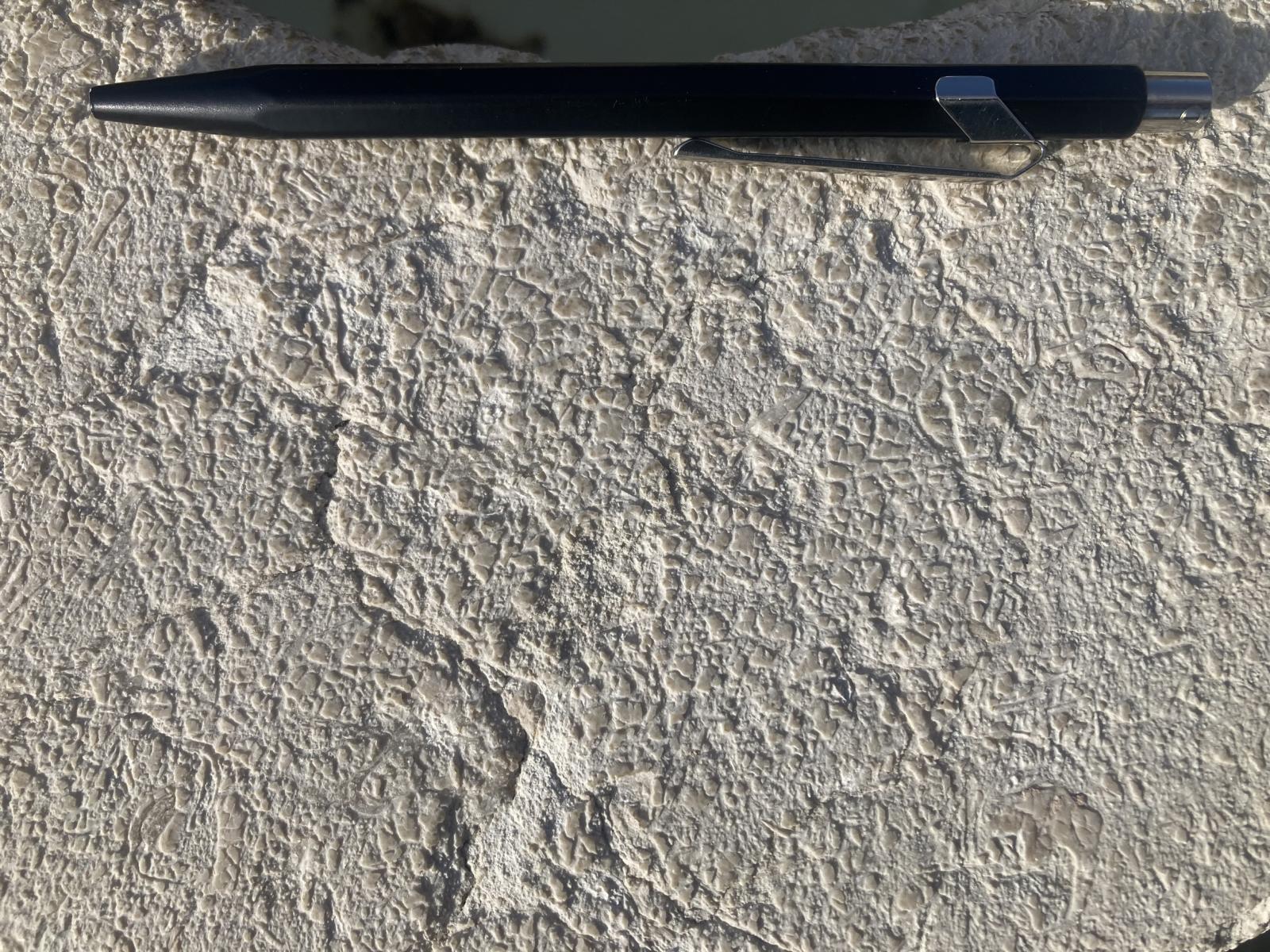 Korallenkalk mit einzelnen Muschelschalen; wahrscheinlich lokaler Herkunft, z.B. aus dem aufgelassenen Steinbruch Rochers de Pierre Lente. Auf der gestockten Gesteinsoberfläche sind die Fossilien schlecht erkennbar. Korallenkalk mit einzelnen Muschelschalen; wahrscheinlich lokaler Herkunft, z.B. aus dem aufgelassenen Steinbruch Rochers de Pierre Lente. Auf der gestockten Gesteinsoberfläche sind die Fossilien schlecht erkennbar.